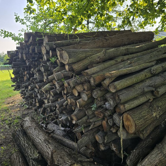 Drzewo na opał wierzba