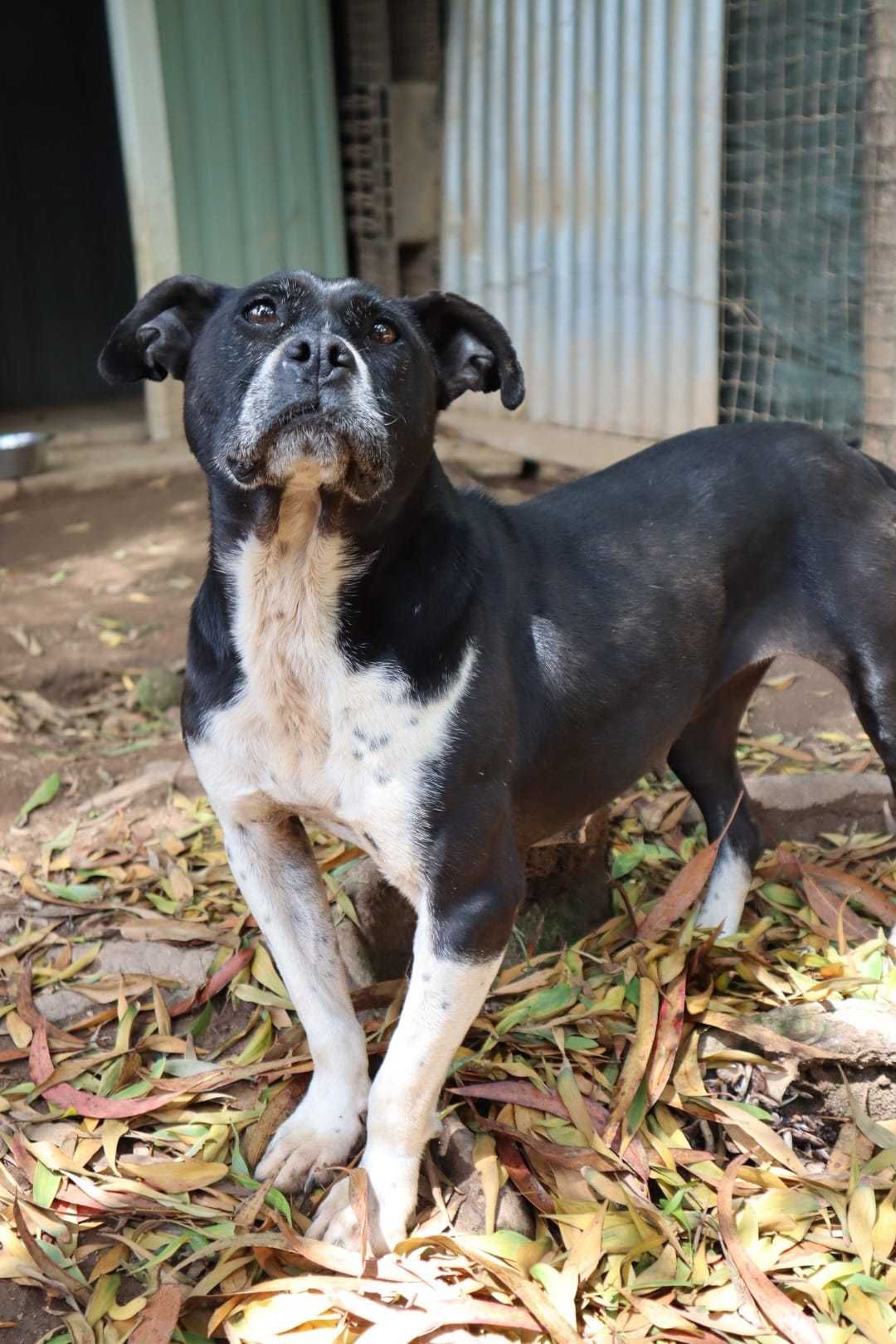 Para adoção: Chandra