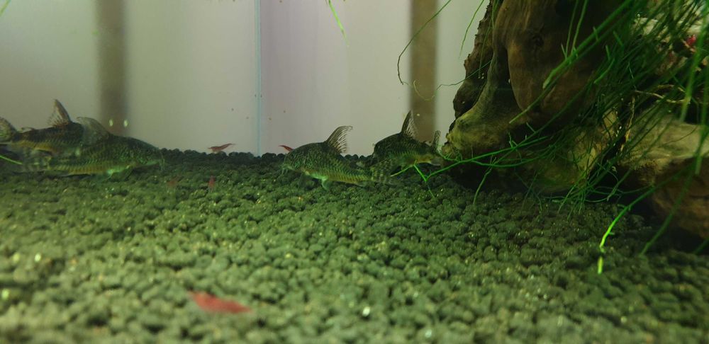 Aquael Optibent 30 optiwhite + szafka + filtry +życie