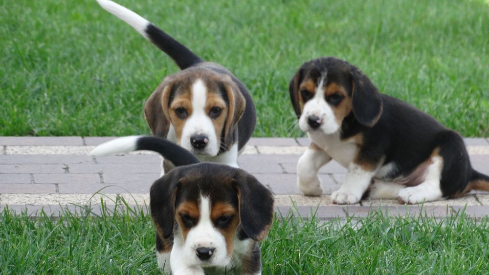 Beagle śliczna suczka