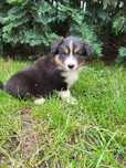 Szczeniak Border Collie tricolor piesek