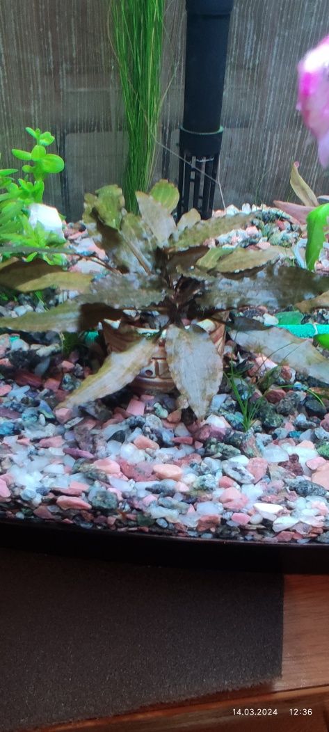 Криптокорина ундулата Cryptocoryne undulata