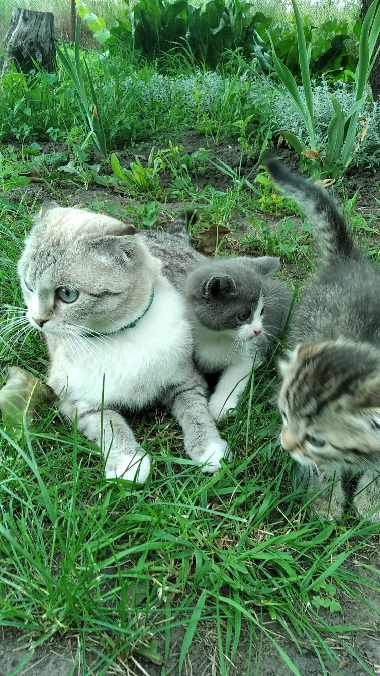 Кошенята від мами висловухої кішки