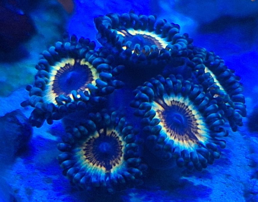 Zoanthus koralowiec miękki
