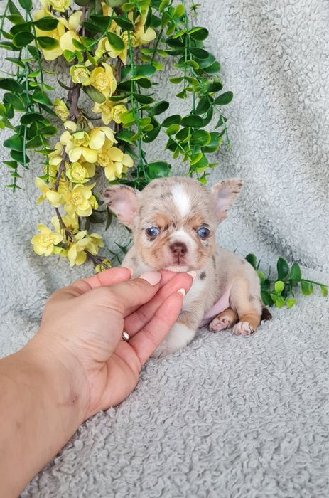 Excecional menino merle Chihuahua/Chiuaua. LinhagemRussa