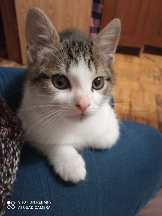 Віддамо кошеня в добрі,дбайливі руки