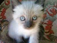 продам кошеня сіамської  кішки  Тернопіль