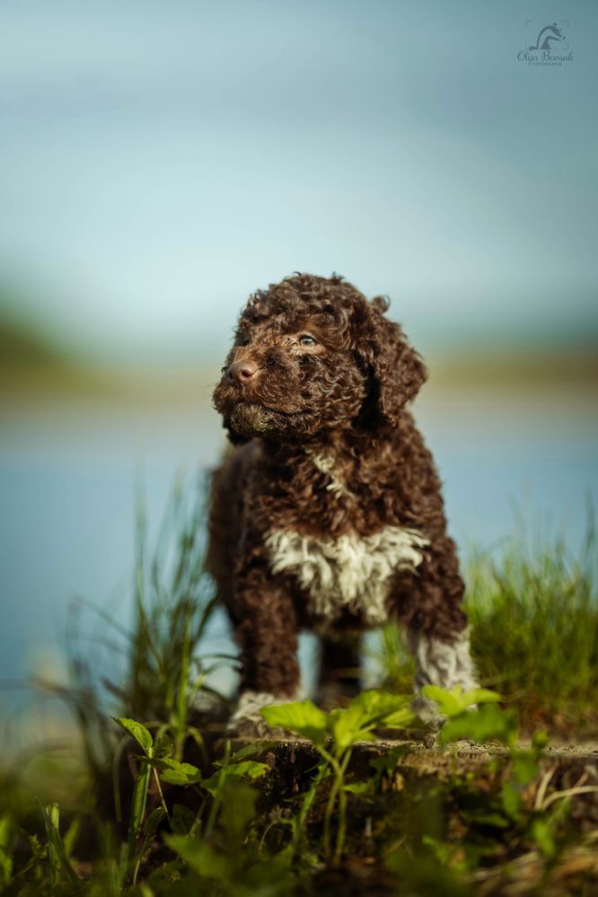 Lagotto Romagnolo