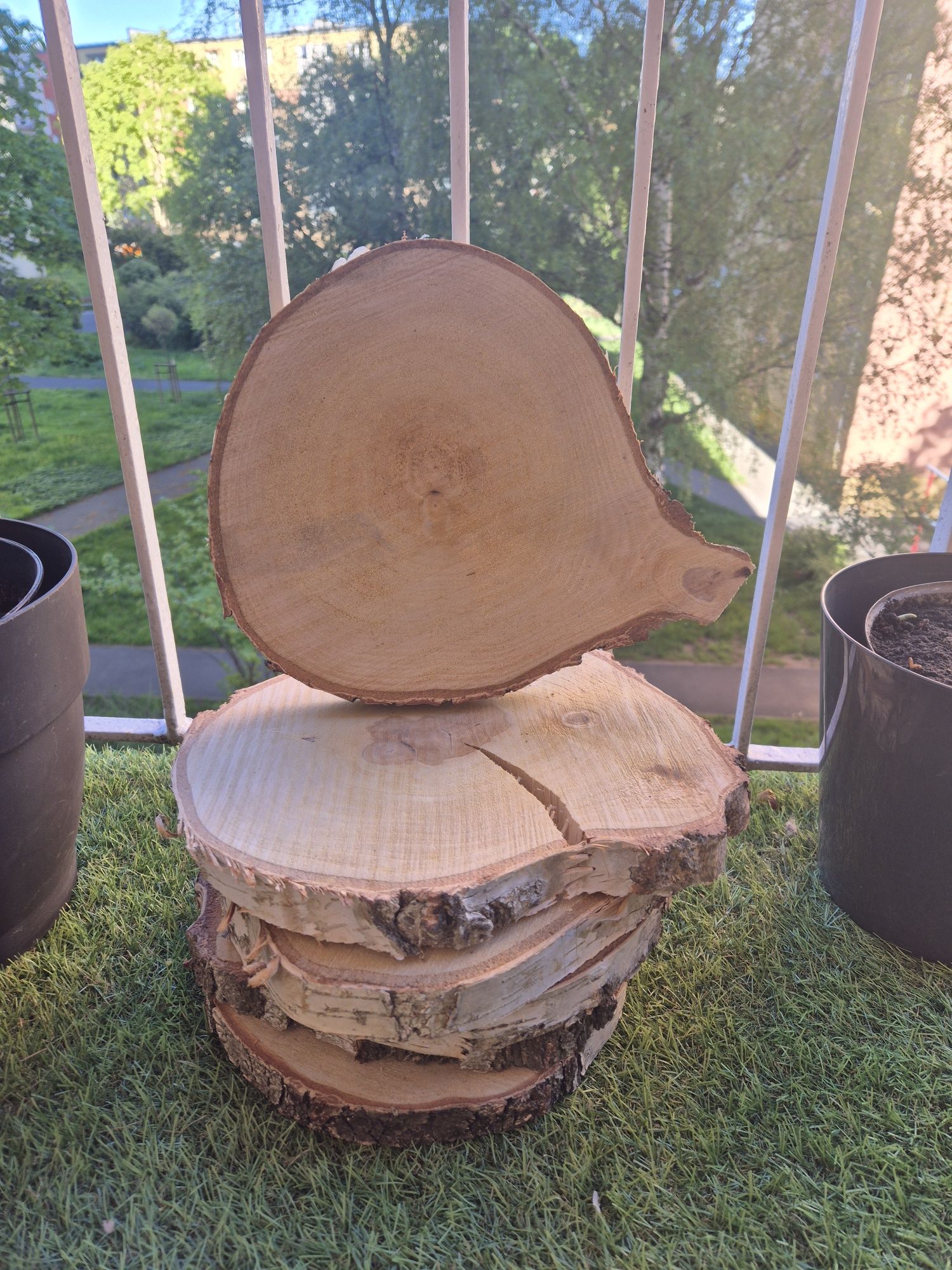 Suchy Plaster drewna krążek brzoza 23-27 cm wesele impreza