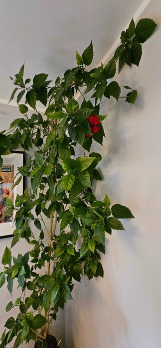 Chińska róża.  Hibiskus kwiat, roślina doniczkowa domowa