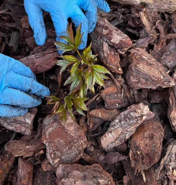 Kora Sosnowa sortowana 80l Szanuj Zieleń ozdobna do ogrodu z dostawą