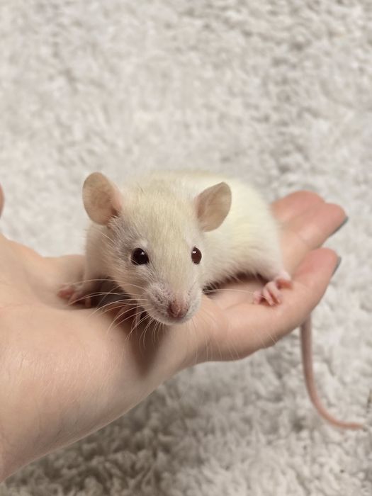 Домашние крысята дамбо, крыски, декоративные крысы
