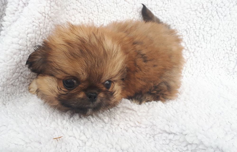 Продам цуценята пекінеса -хлопчики та дівчатка