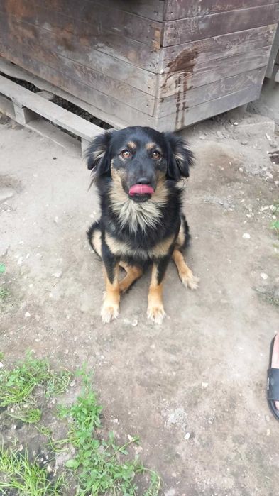 super piesek do adopcji