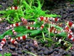 GB Krewetka Crystal Red - Caridina