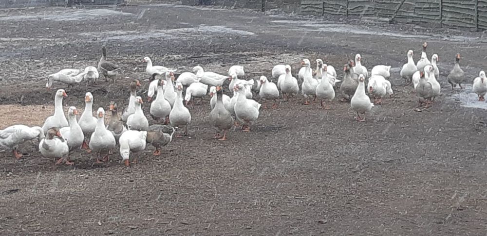 Гусі. Продажа оптом.