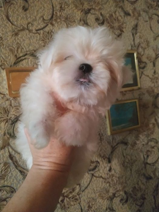Суперпушистый мини мальтипу..