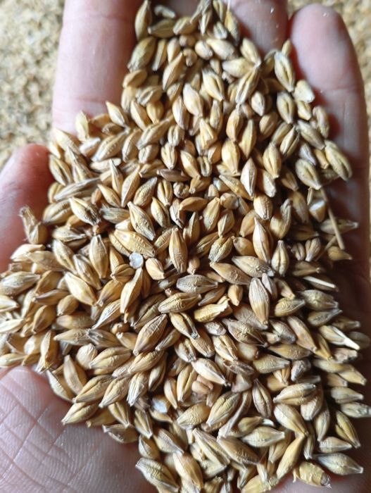 Jęczmień jary 2025