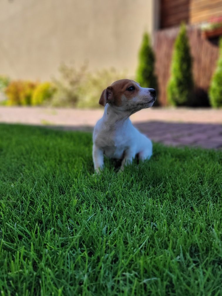 Jack Russell Terrier Piesek Super