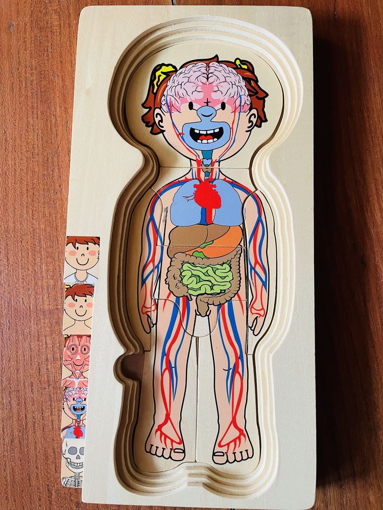 Drewniane puzzle Anatomia. Kompletna.