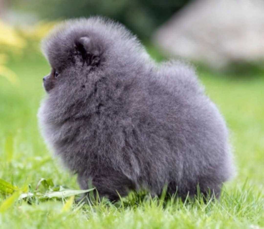 Spitz Alemão Anão e/ou Lulu da Pomerânia  "MACHO BLUE" c/  LOP e AFIXO