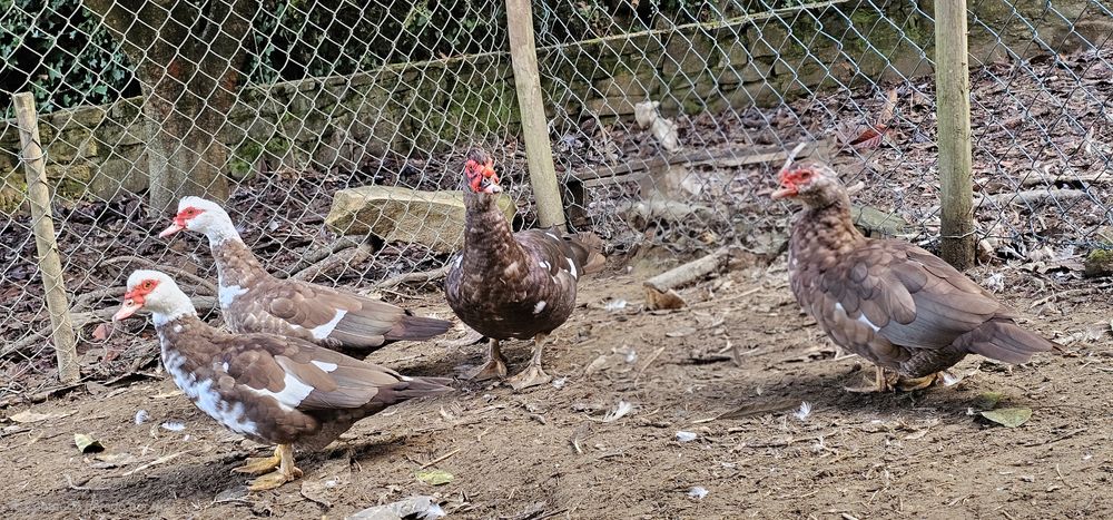 Três fêmeas e um macho de patos castanhos