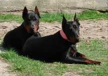 Gotowy na nowy dom piękny szczeniak doberman pies