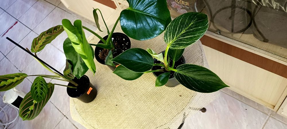 Набір кімнатних квітів Маранта,Монстера,філодендрон Біркін