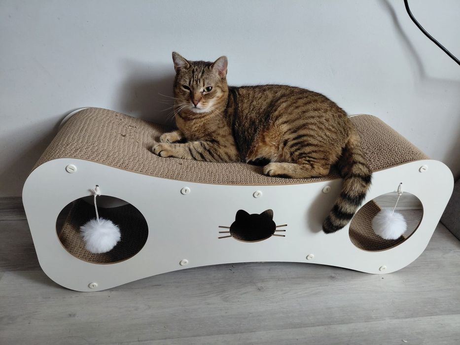 Lonia ,cudna kotka szuka swojego domku