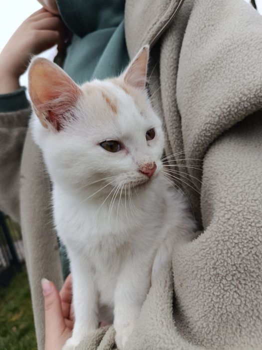 Котик 3 місяці шукає сім'ю
