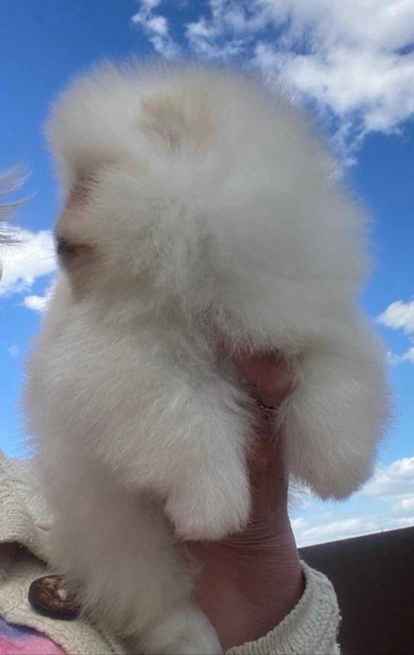 Spitz Alemão Anão MACHO