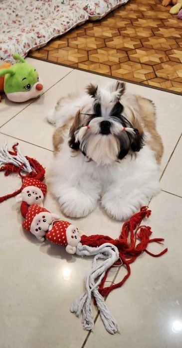 Śliczna złoto-biała suczka  ZKWP/FCI/ legalna hodowla