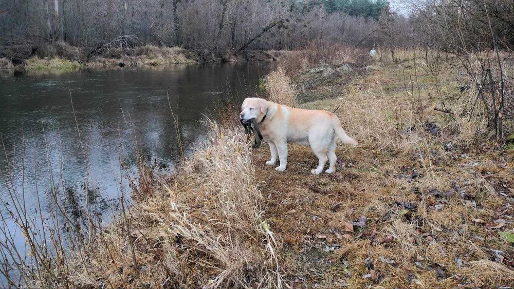 Лабрадор вязка шукаєм дівчинку