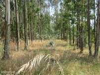 Terreno Agrícola de 5880 m2 com eucaliptos perto da Lourinhã
