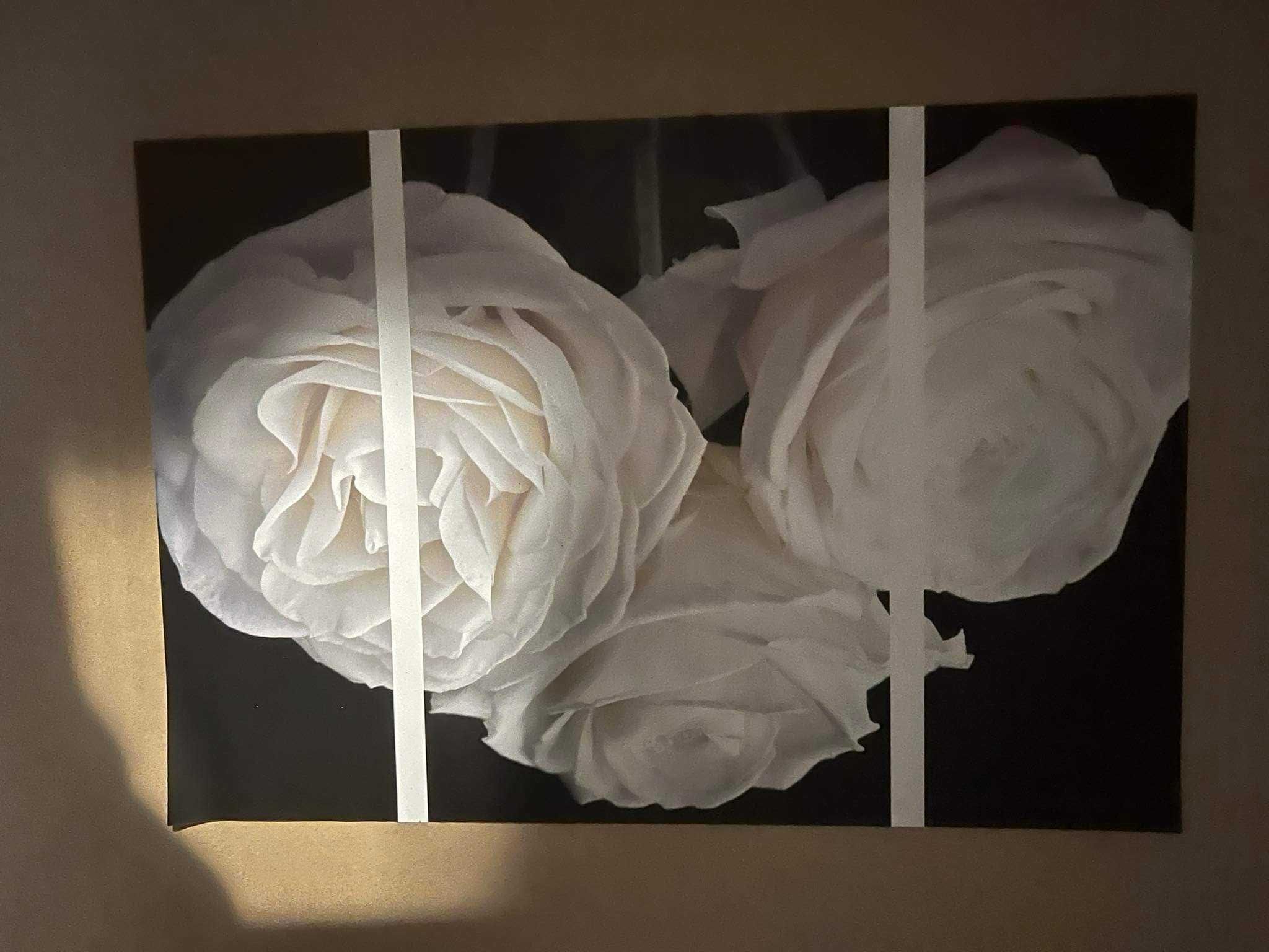 Obraz trzyczęściowy róże,  obraz motyw kwiatów