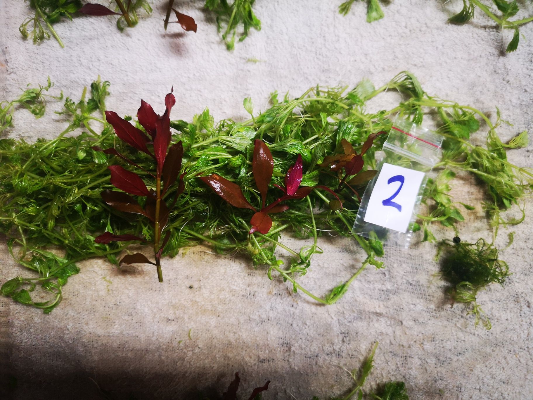 Plantas Aquário Podas 12 PÉS