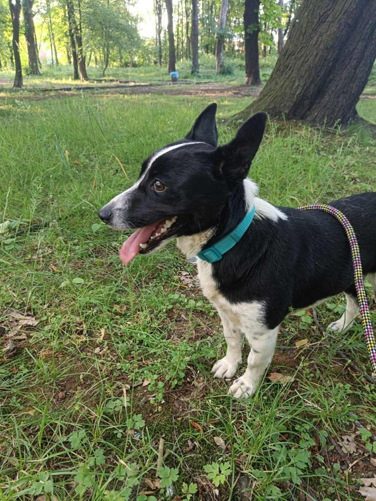 Sunia do Adopcji