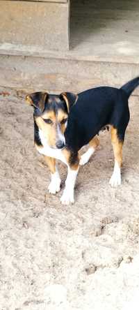 Jack Russell terrier