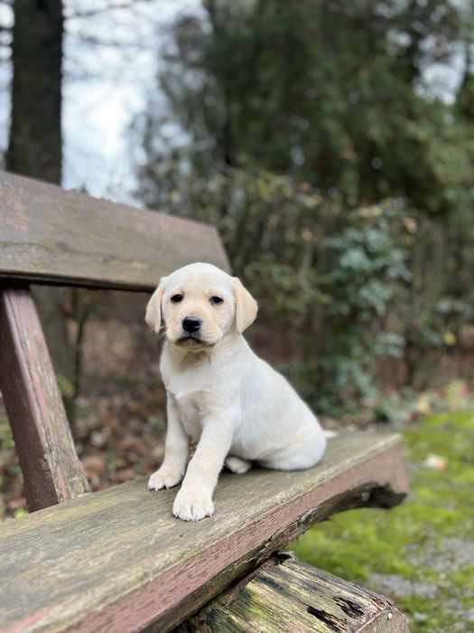 Хлопчики Палевого Лабрадора до Миколая