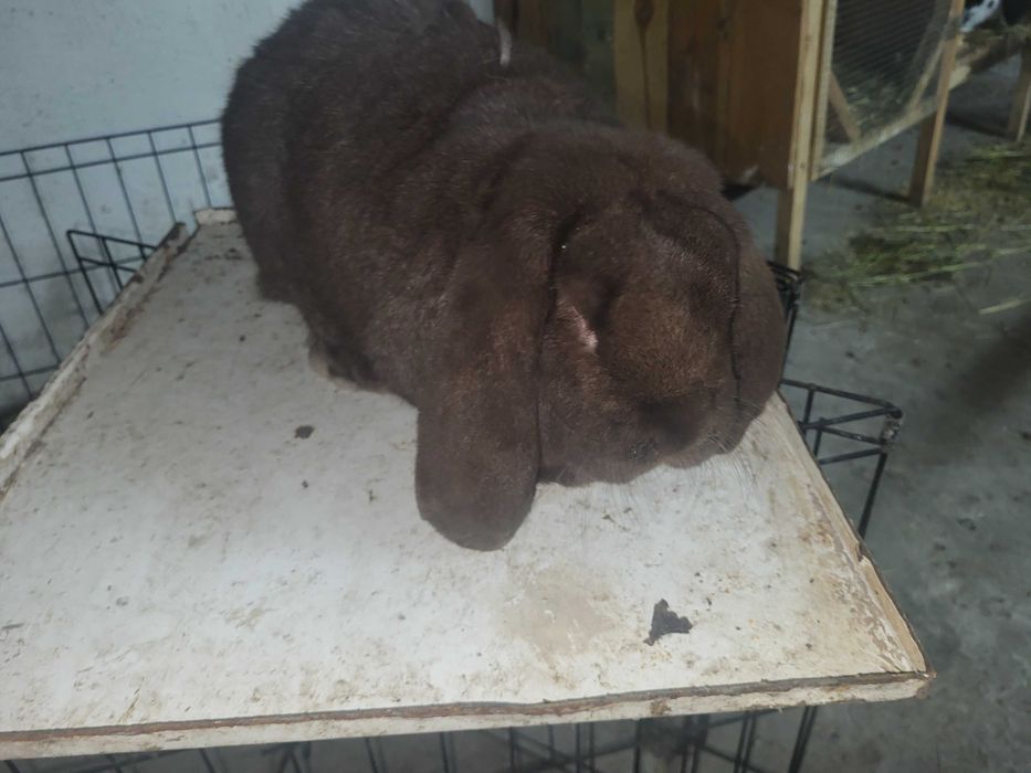 Sprzedam samca barana francuskiego