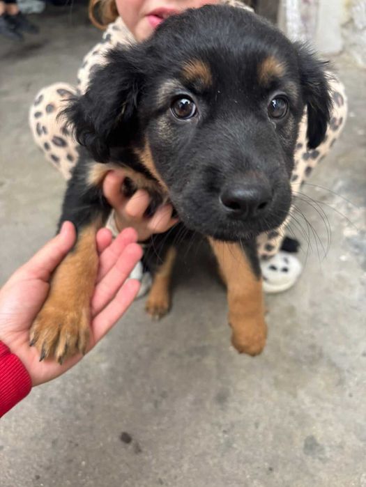 9 Meninas Para Adoção