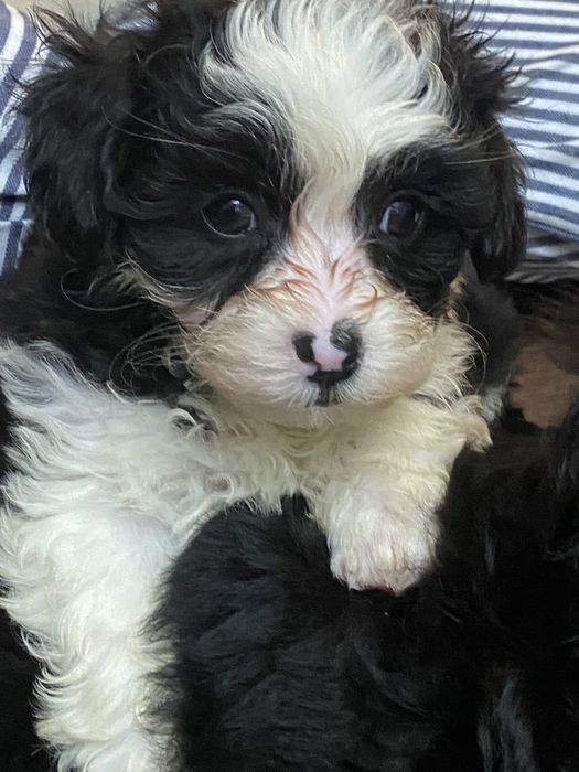 Hawańczyk sliczny piesek