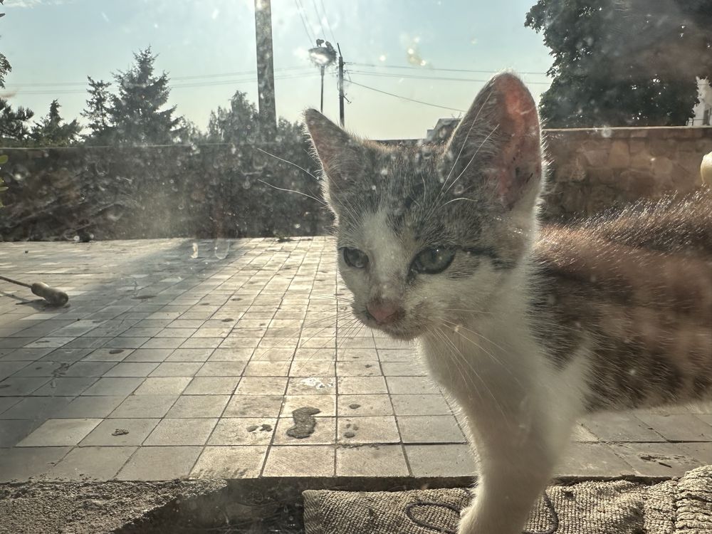 Kotek / kocurek pilne!