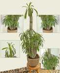 Palma Madagaskaru Pachypodium lamerei