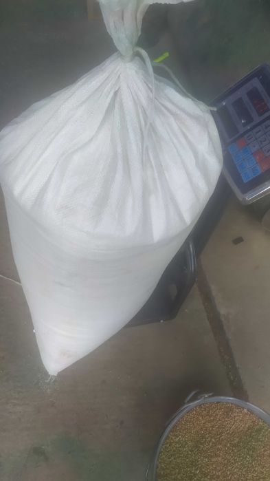 Pszenica dla kur , gołębi itp