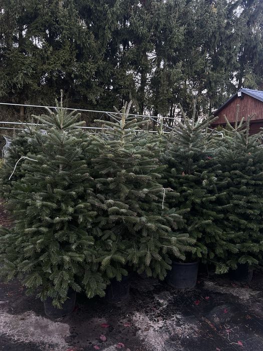 Jodła kaukaska formowana w donicy choinka świąteczna