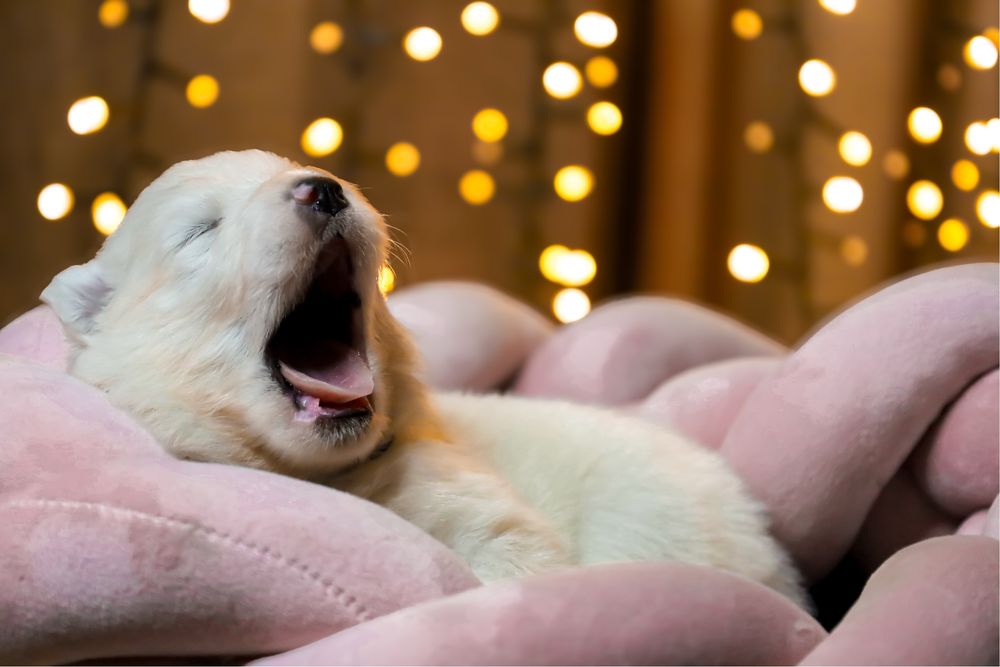 Samoyed szczenię ZkwP FCI