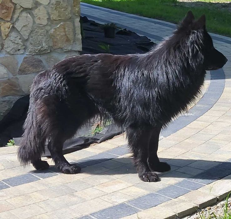 Owczarek Niemiecki szczeniak