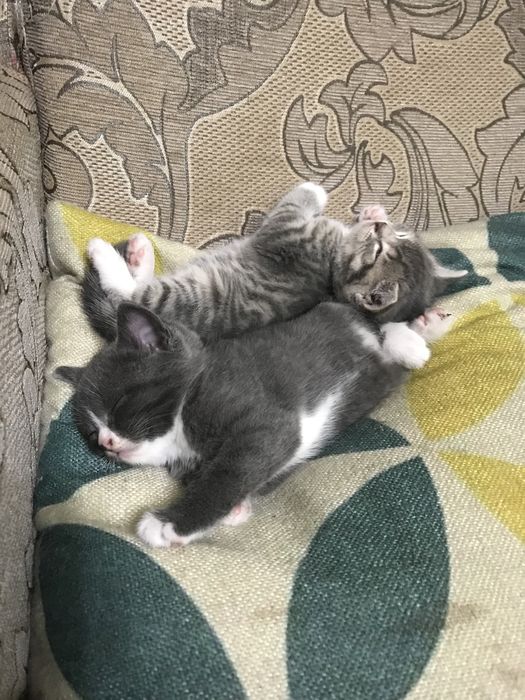 Кошенята Мама Скотішфолд