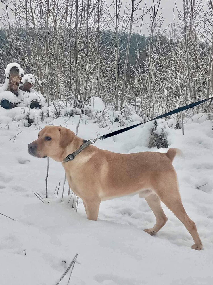 Radosny Labrador Szukający Kochającego Domu